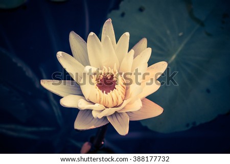 Vintage theme and Soft focused image with lotus flower