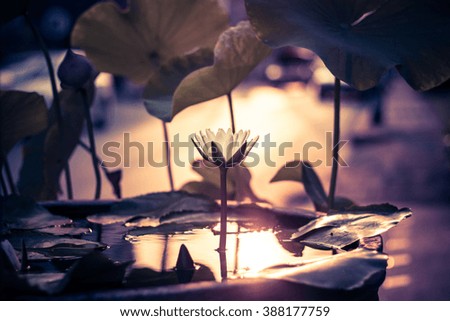 Vintage theme and Soft focused image and flare with lotus flower