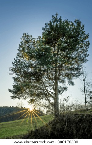 Individual tree with sunbeams during a sunset