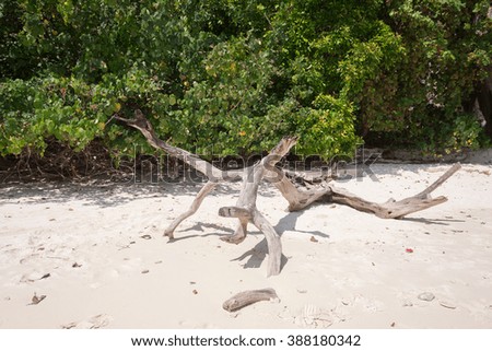 Wood on white sand beach