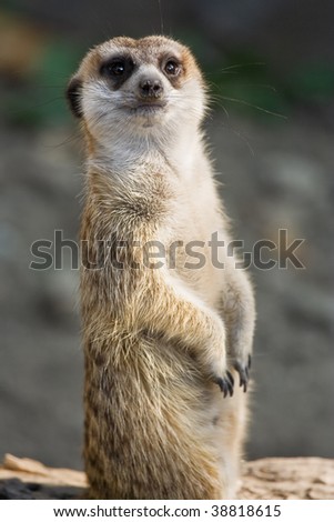 Meerkat standing and looking ahead