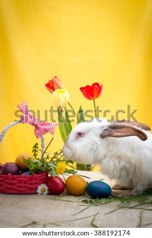 White Easter bunny with painted Easter eggs