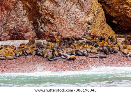 Peruvian sea lions of the Ballestas Islands