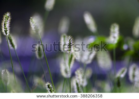 background of Setaria glauca plant in violet tones