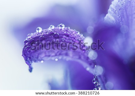 Purple Iris petals with water droplets, close-up