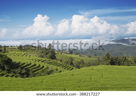 Rice terraces Pa Bong Piang, Chiang Mai, Thailand
