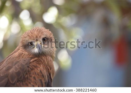 face of an eagle