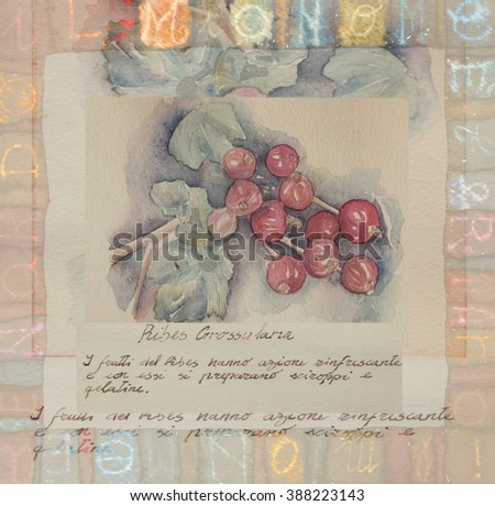 Hand drawn watercolor painting decorative -Ribes Hessonite
Ribes Hessonite
The fruits of the Ribes have refreshing and with them prepare syrups and jellies
translation from Italian 
