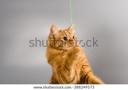 cat playing with a string on a gray background