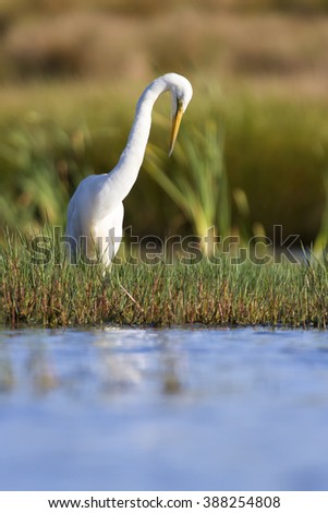 Great white egret sitting at the shore of a pond looking for fish