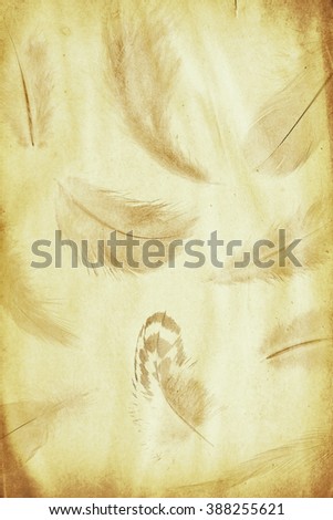 grunge paper sheet with feathers watermark
