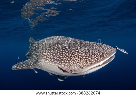 Whale Shark Royalty-Free Stock Photo #388262074