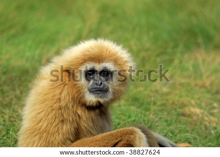 Gibbon Features
