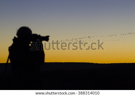 photographing people flock of cranes at sunset