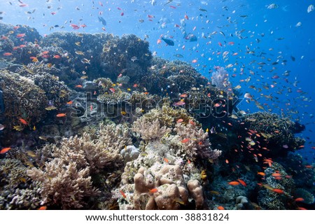 schooling anthias fish hover over coral reef underwater menjangan island