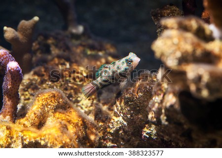 Dragonet mandarinfish (Synchiropus splendidus) swims over corals.