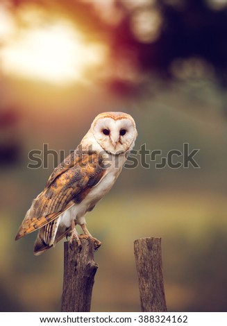 A beautiful barn owl (Tyto alba) perched on a tree stump during sunset. Wildlife photo.