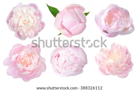 beautiful peony flower isolated on white background Royalty-Free Stock Photo #388326112