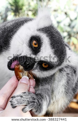 Funny lemur is eating a date palm from human hands
