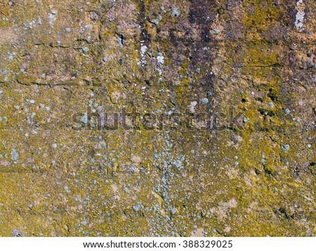 Moss on Wall Background