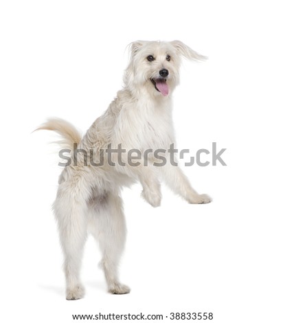 Pyrenean Shepherd, 2 years old, standing in front of white background, studio shot