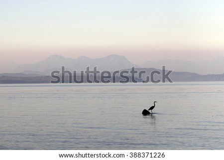 Picture of a heron bird at dusk, taken from Quadra Island,BC,Canada.