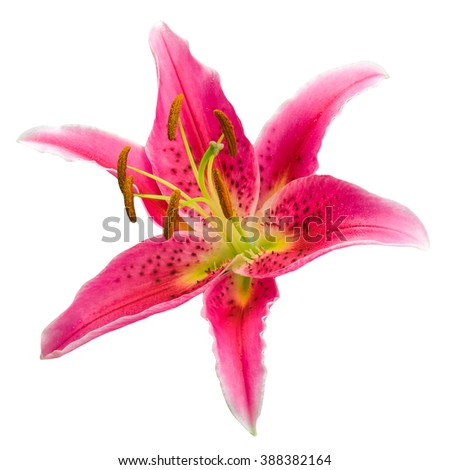 Macro picture of romantic pink lily isolated on white