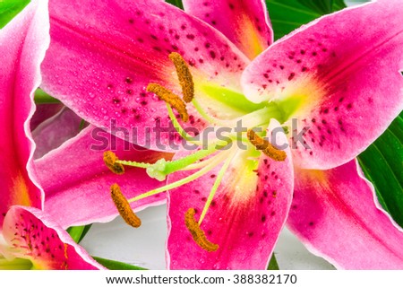 Macro picture of romantic pink lily