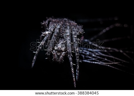 Terrifying Stalking Spider. Isolated on black background. Spider web.