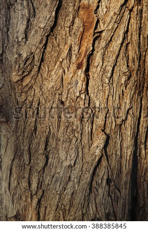 high resolution background texture of natural bark wood