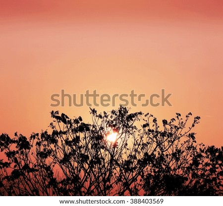 Trees in silhouette at sunset.