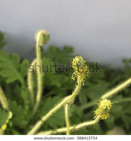 Seed heads of a poppy  flowering plant in the subfamily Papaveroideae  family Papaveraceae colorful single  herbaceous plant,  flowering in  early  spring is a  charming and decorative plant.