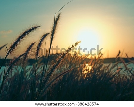 Grass flowers on river bank with sunset light. Color filter and selective focus.