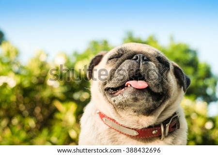 (Happy pug dog.)Fawn pug dog smelling oxygen in the morning. Royalty-Free Stock Photo #388432696