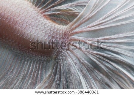 Closeup skin of Betta fish,Siamese fighting fish in movement isolated on black background.