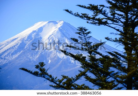 mount Fuji with pine tree in foreground