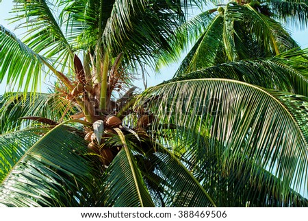Palm Trees Coconut Nature Landscape Tropical Background Holiday Travel Design
