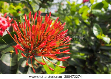 Red Ixora flower pre blossom on sunshine day 