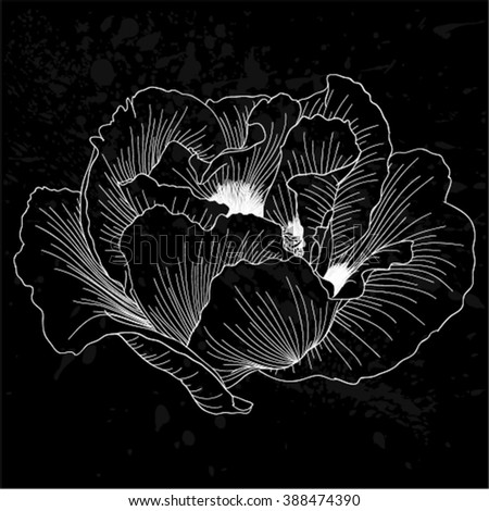 beautiful monochrome black and white Plant Paeonia arborea (Tree peony) flower isolated. for greeting cards and invitations of wedding, birthday, mother's day and other seasonal holiday