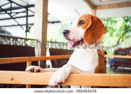 Little beagle dog standing next to the cage