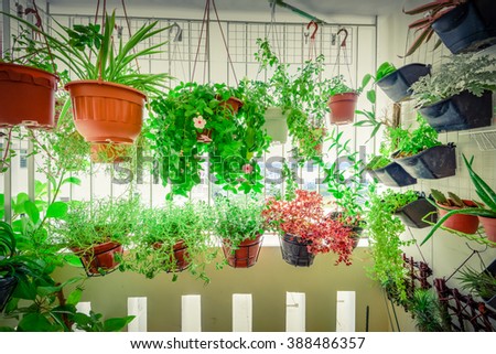 Home grown flowers and herbs in the hanging pots at balcony at Ang Mo Kio area. Growing a garden in a sharing apartments balcony/corridor is popular in Singapore. Urban farm concept. Vignette added.