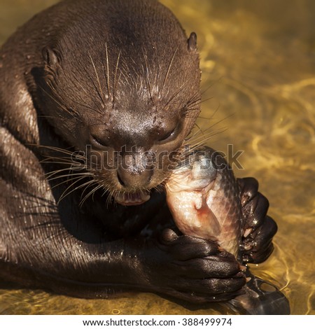 Giant otter lying on the shallow part and eating fish.