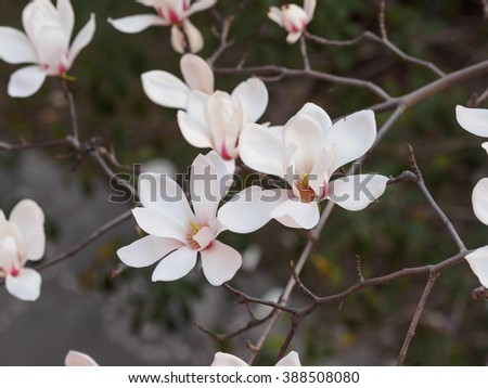 Magnolia flowers. Blooming magnolia tree in the spring, soft nature background