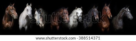 Horses on black background web banner 