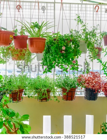 Home grown flowers and herbs in the hanging pots at balcony at Ang Mo Kio area. Growing a garden in a sharing apartments balcony/corridor is popular in Singapore. Urban farm concept. Panoramic style.