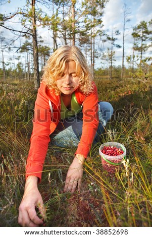 Woman picking wild organic cranberries in a marsh