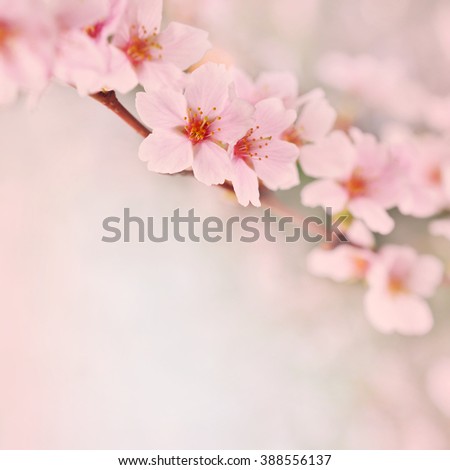 Spring blossom, toned