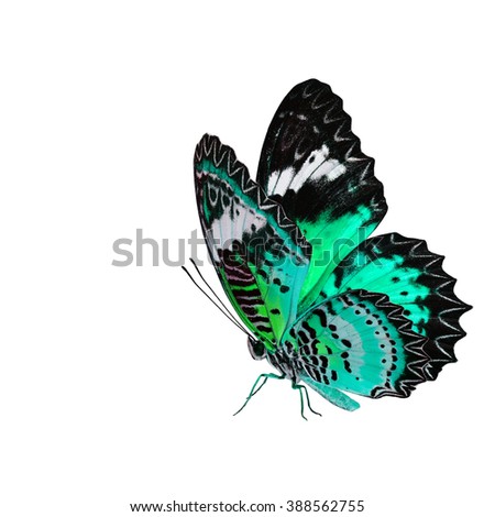 Exotic pale green butterfly, the Leopard Lacewing fully wing stretching and standing on its legs isolated on white background