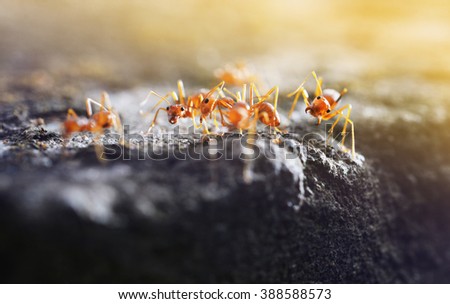 ant animal