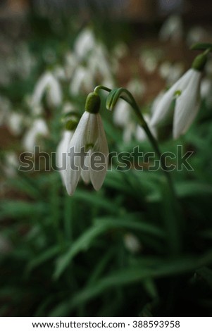 Snowdrops in gloomy weather